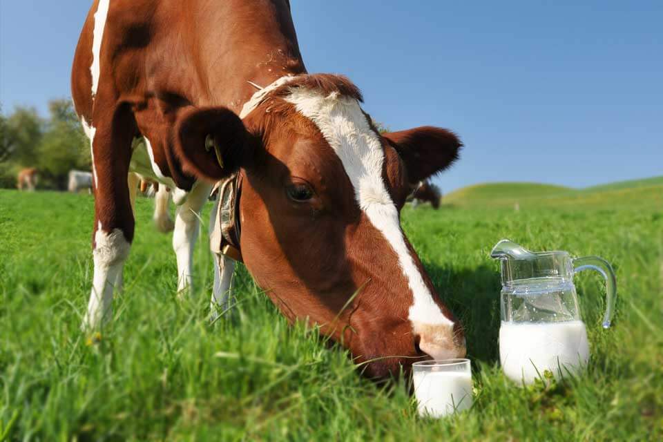 How do cows produce milk?
