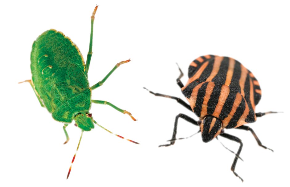 What’s the difference between a bug and an insect?