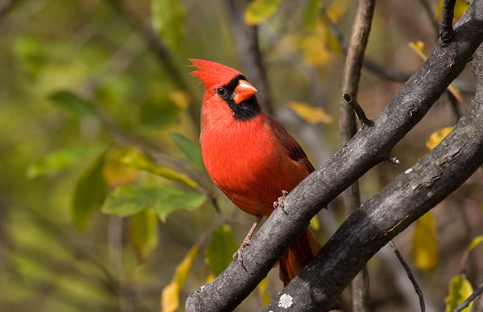 Why do cardinals peck their beaks on glass?