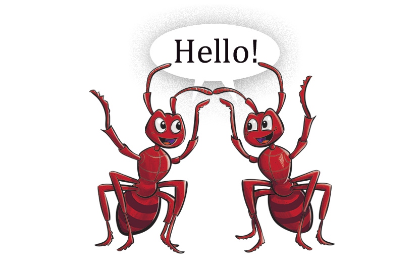 How do ants communicate?