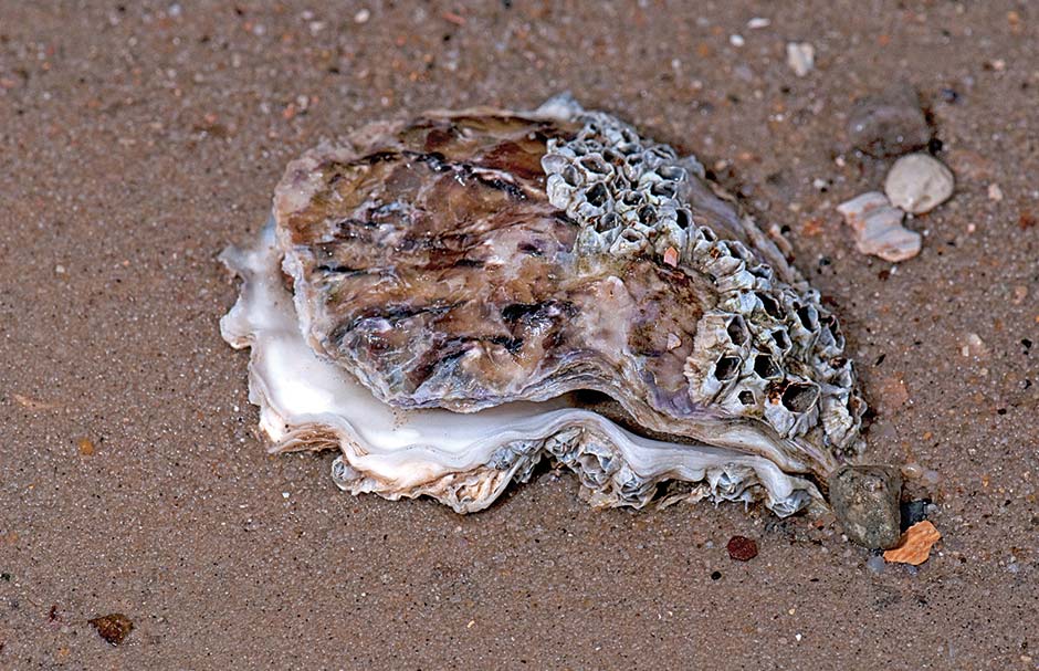 How do seashells form?